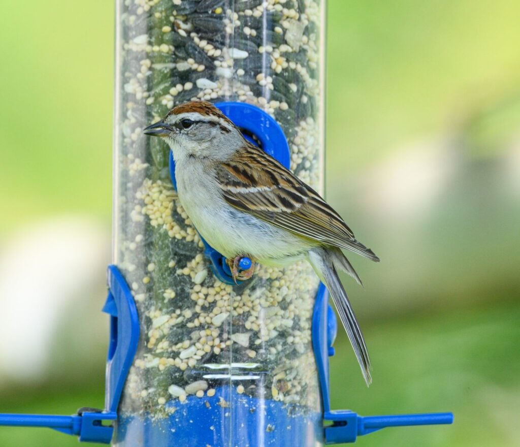 A Chipping Sparrow sits on a bird feeder filled with seeds in a lush garden setting.