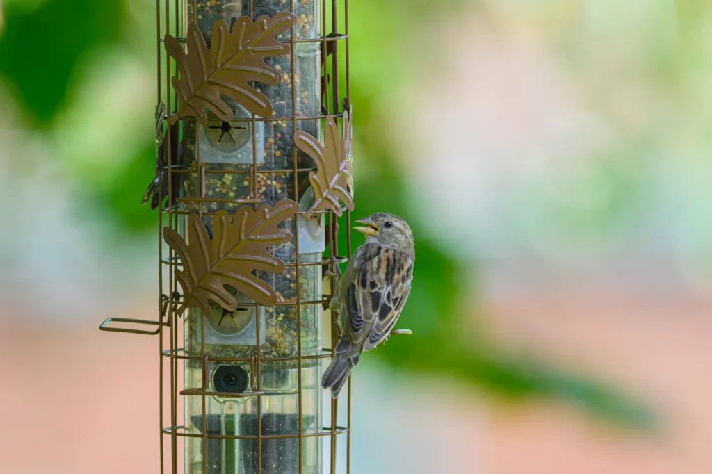 A sparrow sitting on a bird feeder filled with seeds, surrounded by greenery.