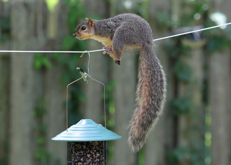 Curious squirrel perched on a wire over a bird feeder in a backyard setting.