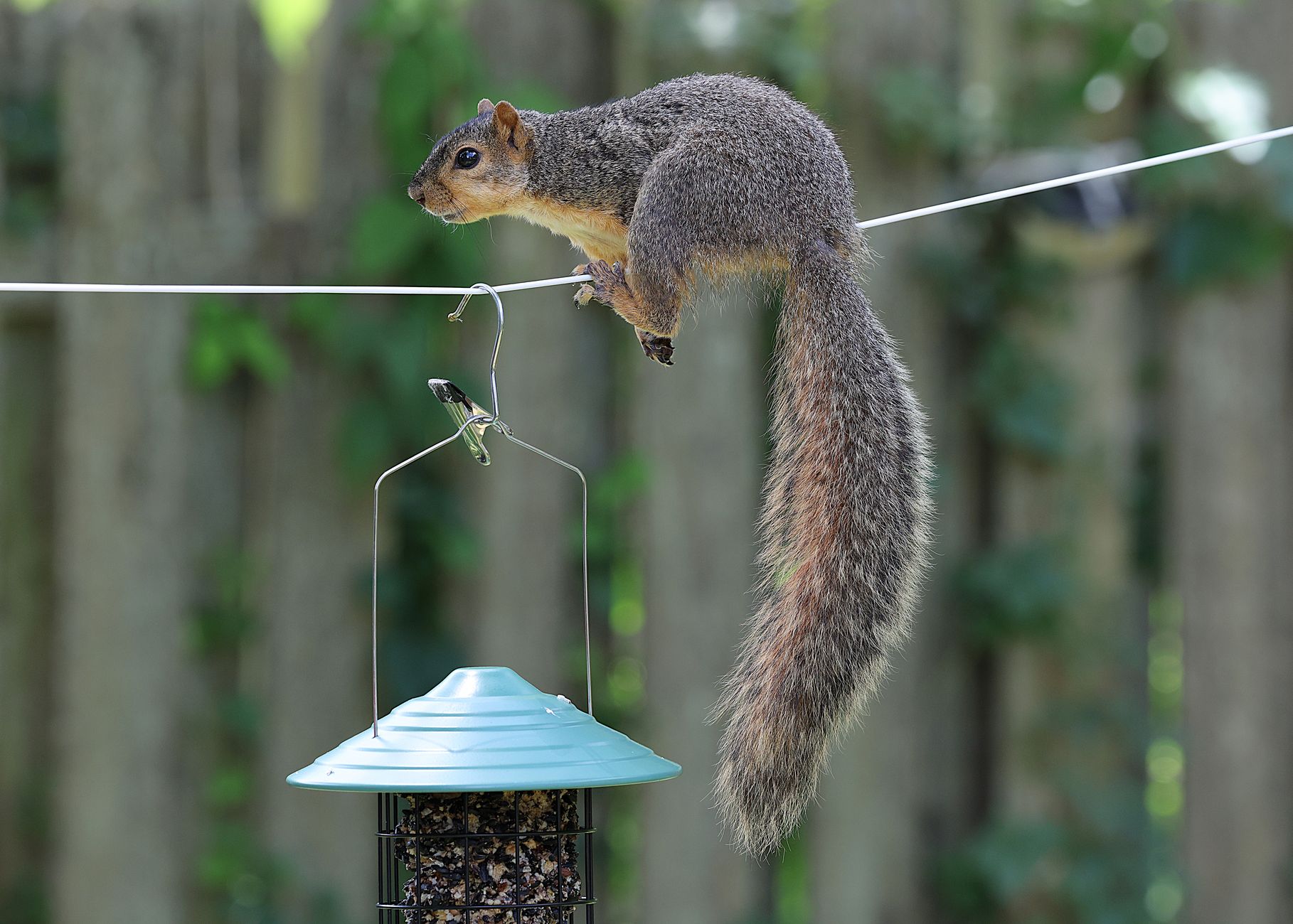 Curious squirrel perched on a wire over a bird feeder in a backyard setting.