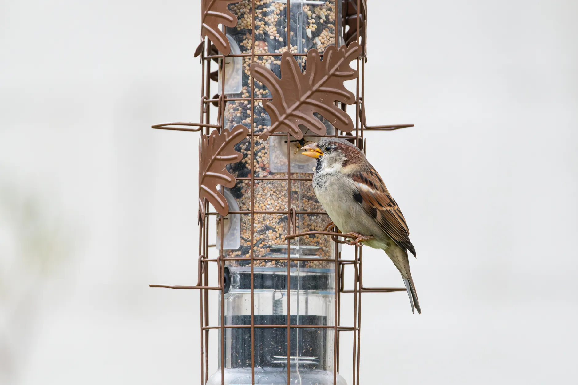 A house sparrow perched on a bird feeder in a garden setting.